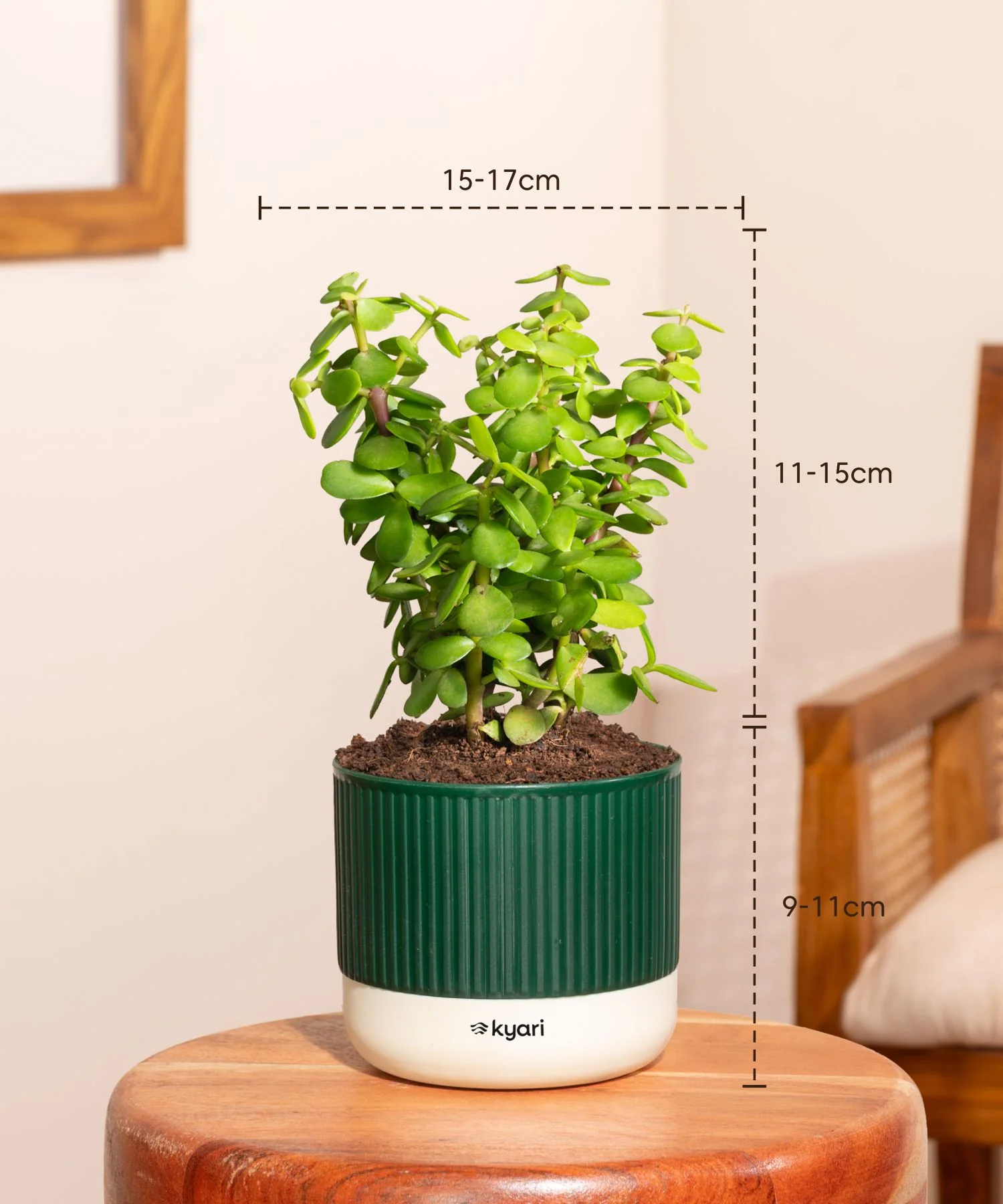 Lucky Jade Plant With Self Watering Pot - Image 109