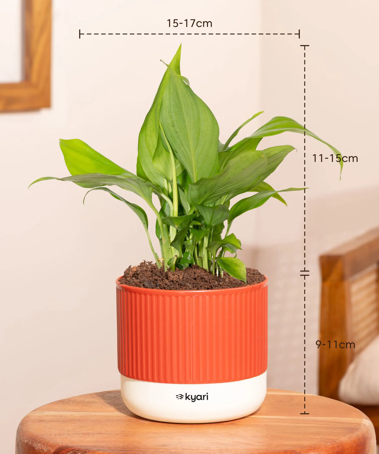 Vastu Friendly Plant Combo – Set of 4 - Image 10
