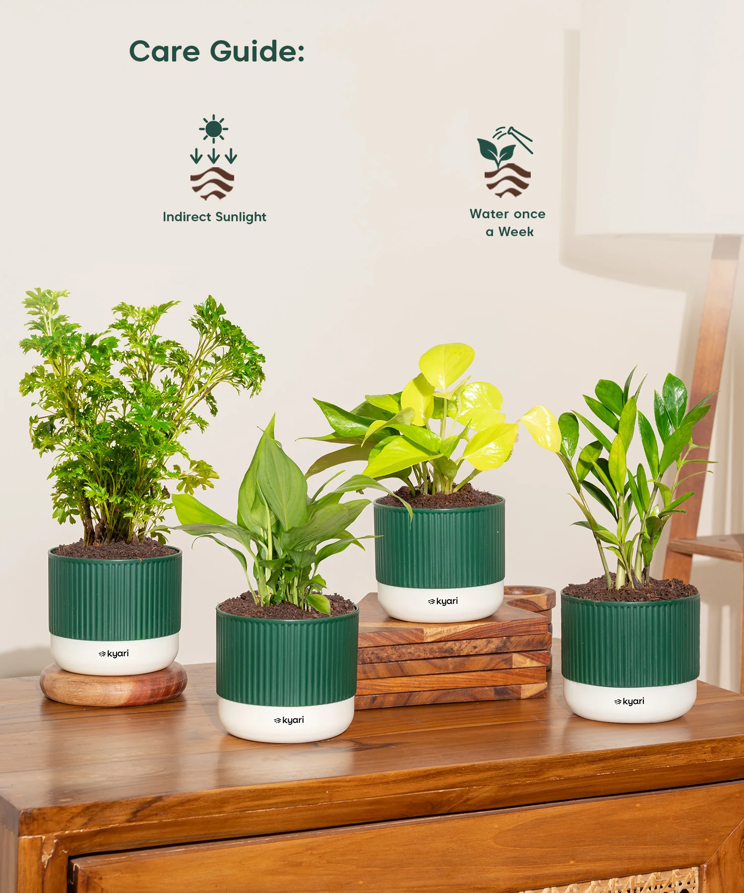 Vastu Friendly Plant Combo – Set of 4 - Image 14