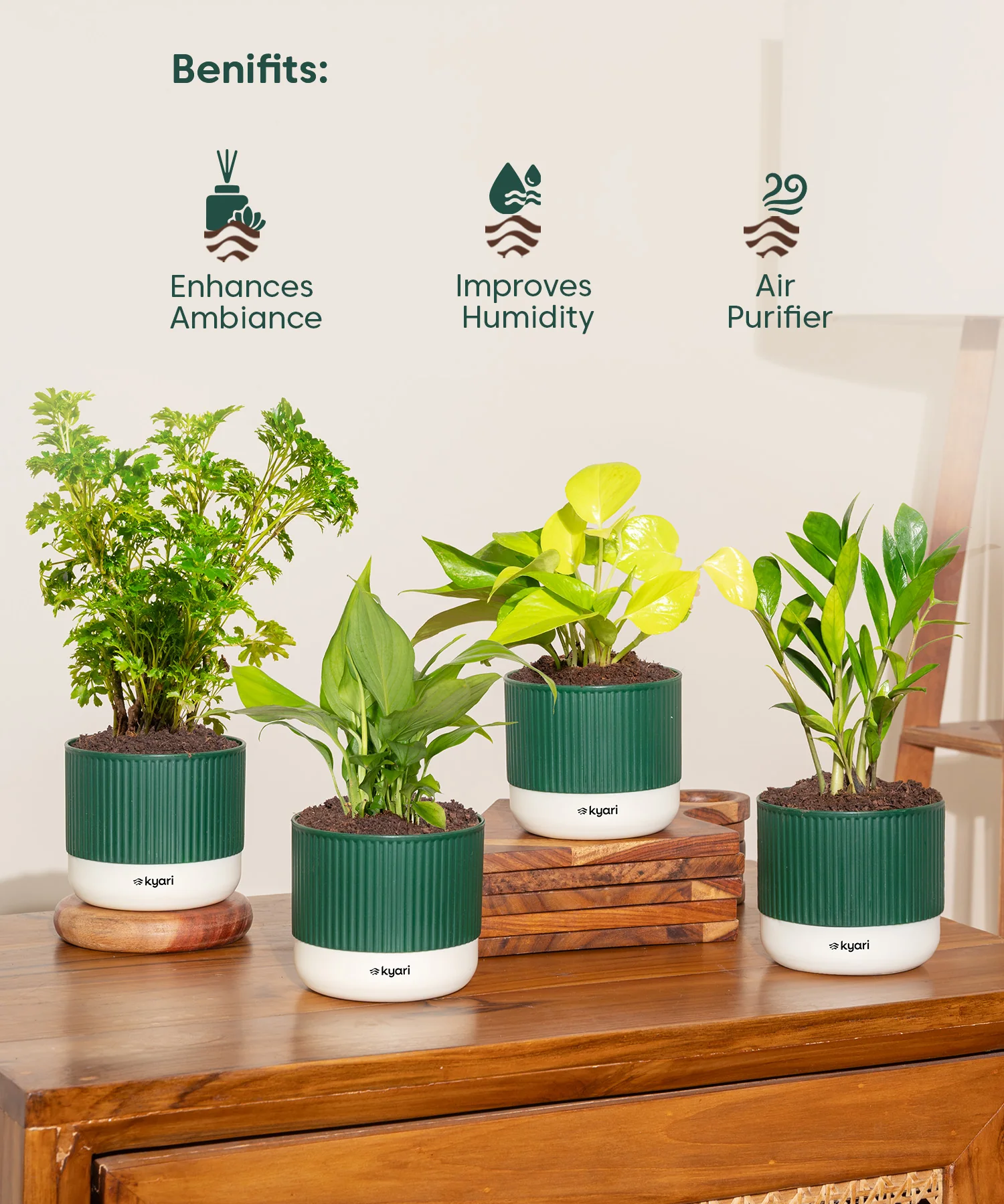 Vastu Friendly Plant Combo – Set of 4 - Image 15