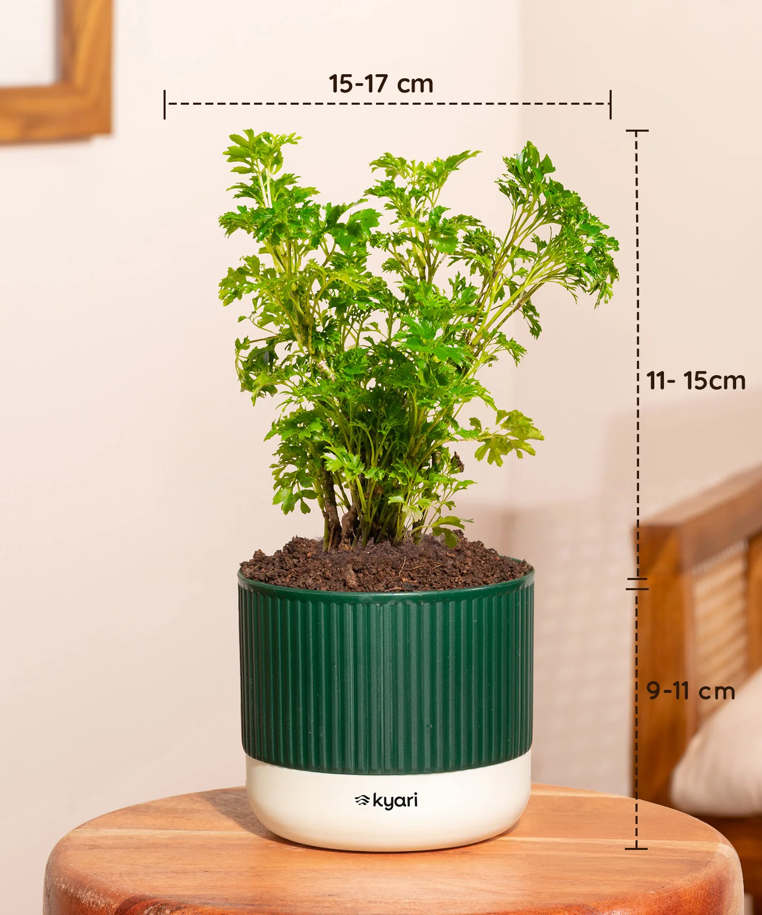 Vastu Friendly Plant Combo – Set of 4 - Image 16