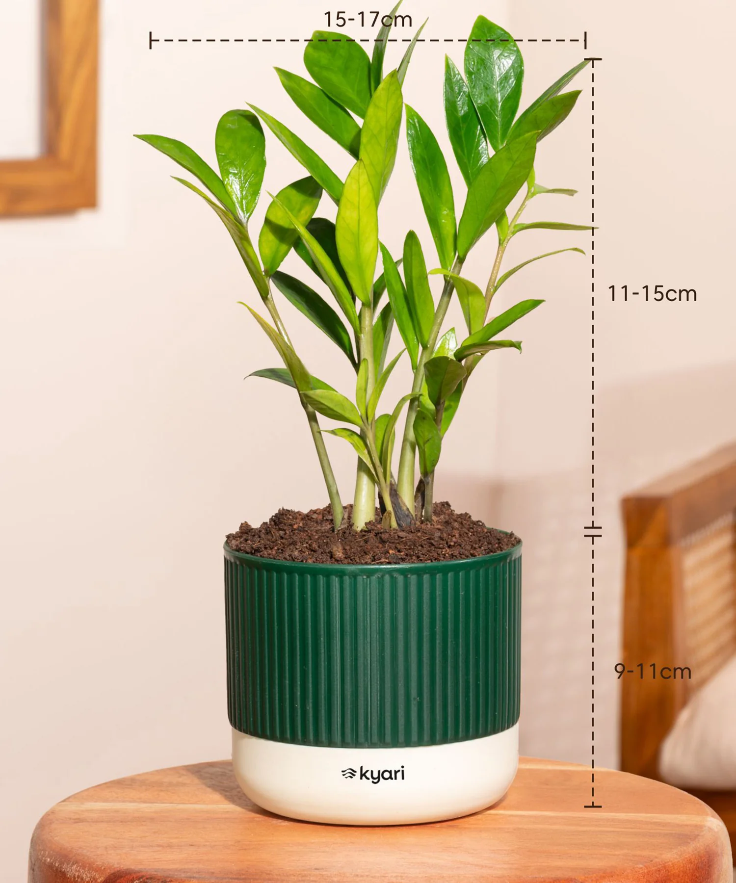 Vastu Friendly Plant Combo – Set of 4 - Image 17