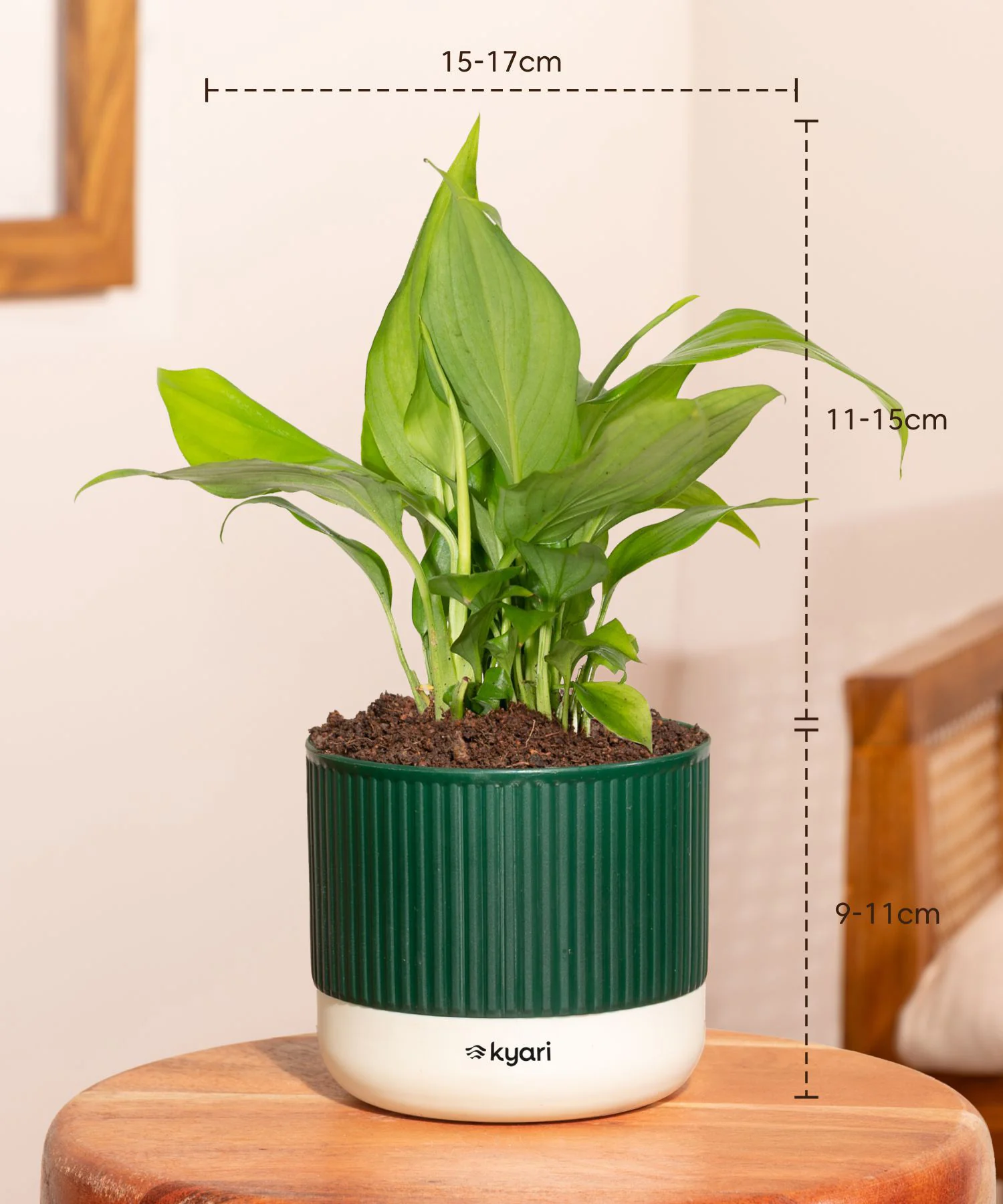Vastu Friendly Plant Combo – Set of 4 - Image 18