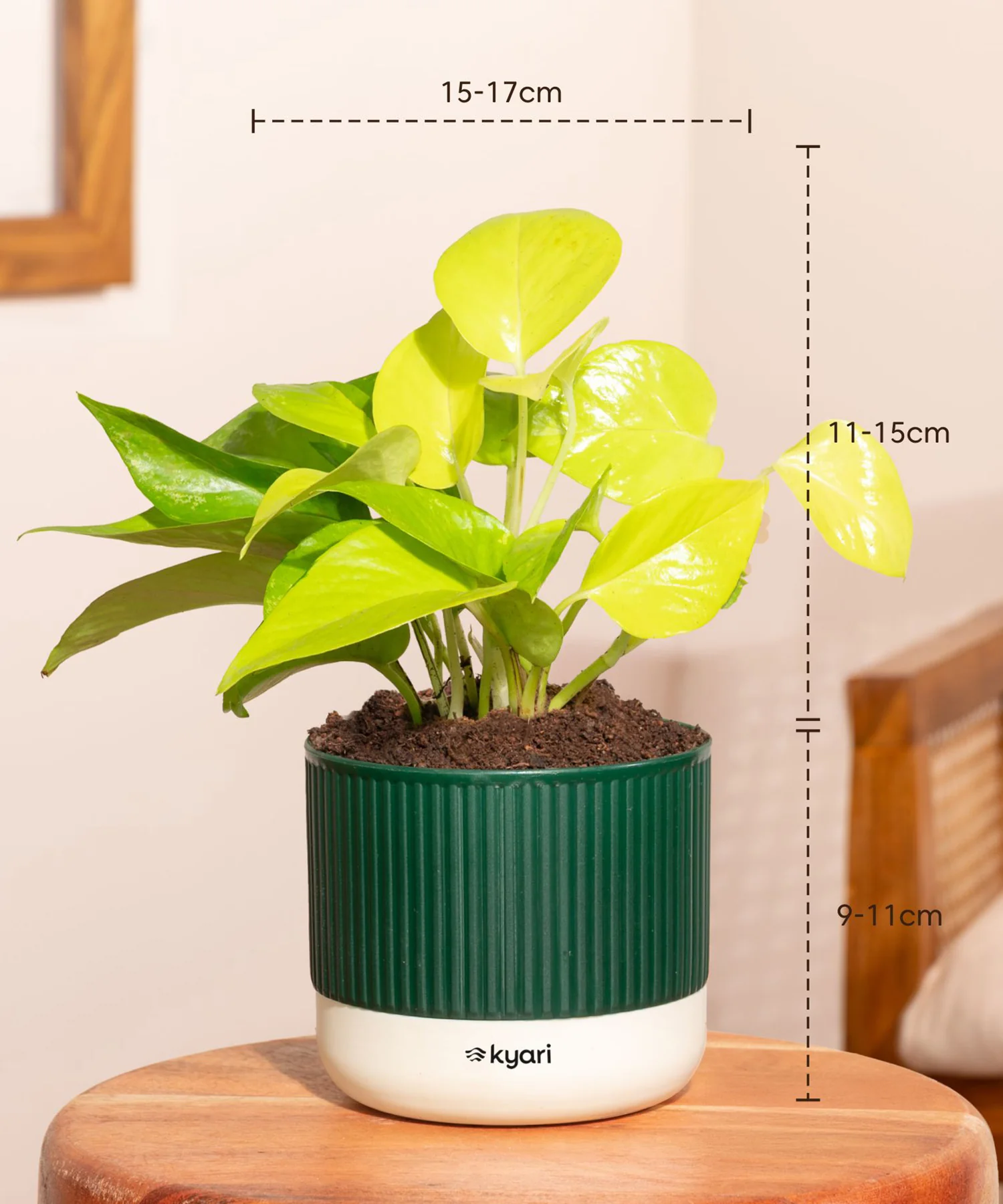 Vastu Friendly Plant Combo – Set of 4 - Image 19