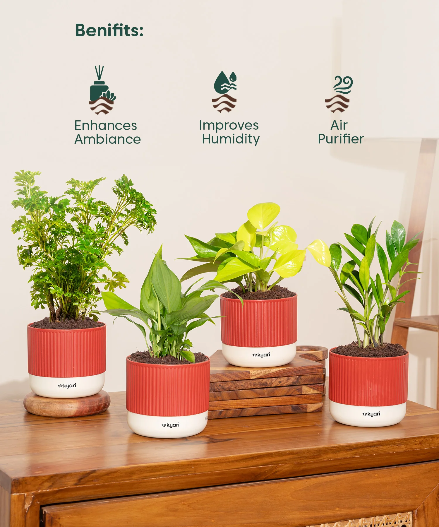 Vastu Friendly Plant Combo – Set of 4 - Image 2