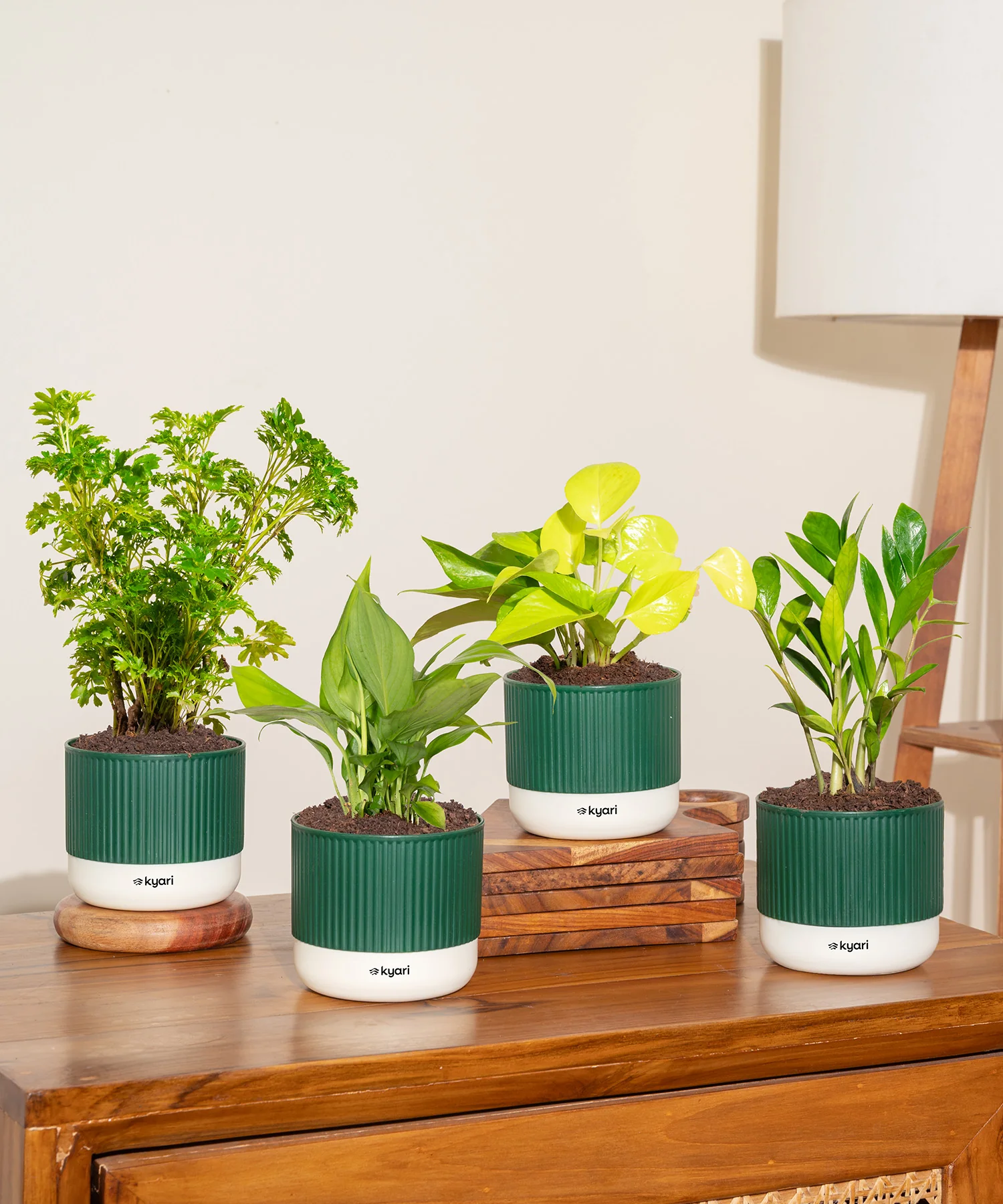 Vastu Friendly Plant Combo – Set of 4 - Image 20