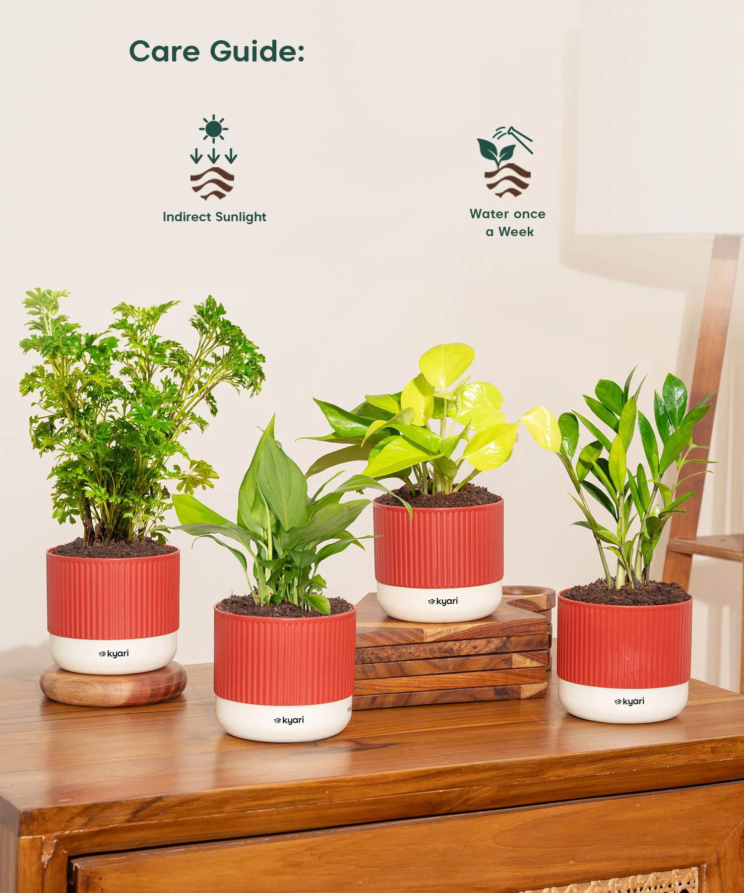 Vastu Friendly Plant Combo – Set of 4 - Image 3