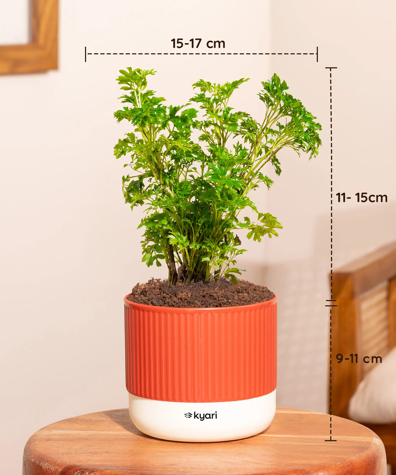 Vastu Friendly Plant Combo – Set of 4 - Image 4