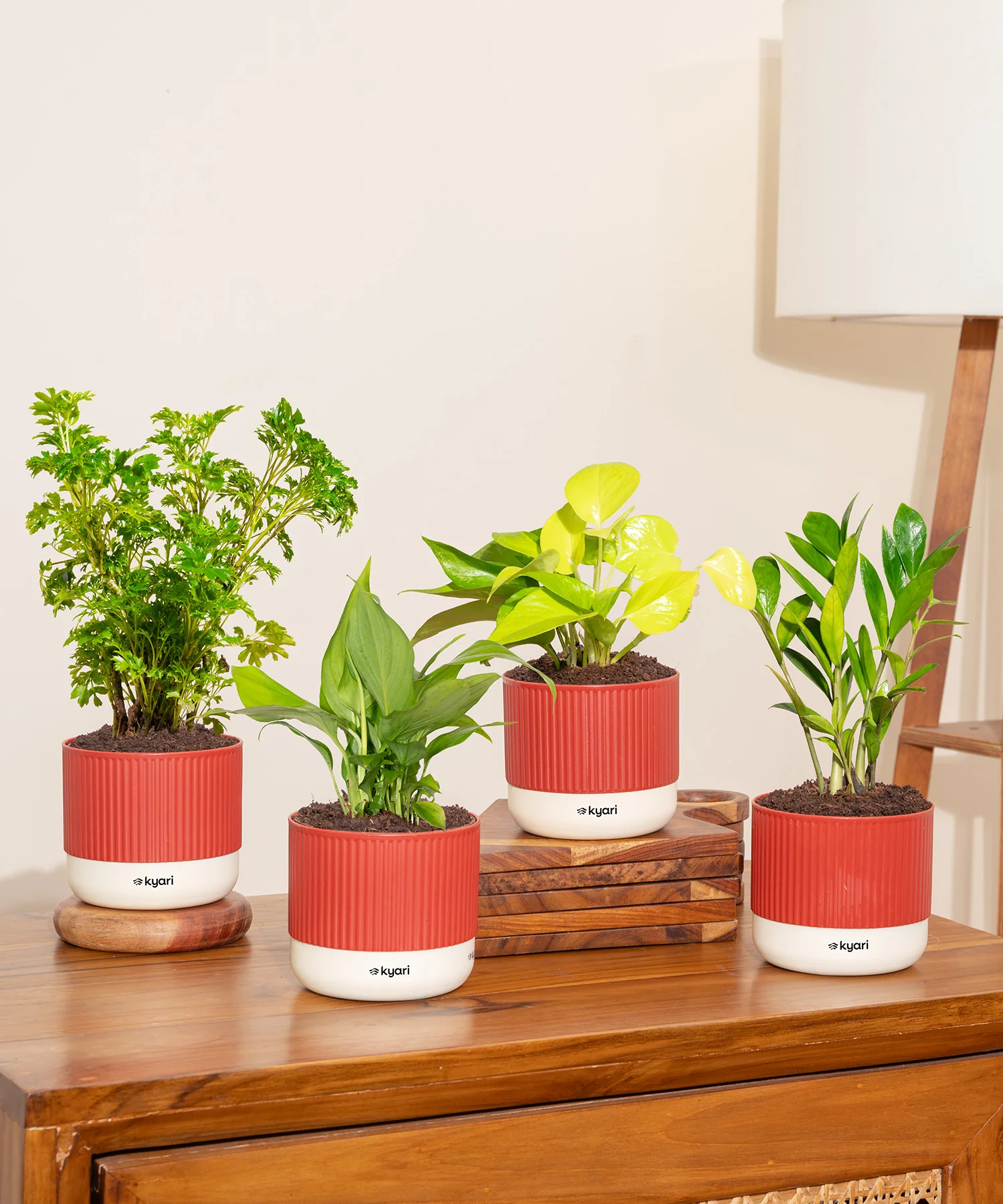 Vastu Friendly Plant Combo – Set of 4 - Image 5