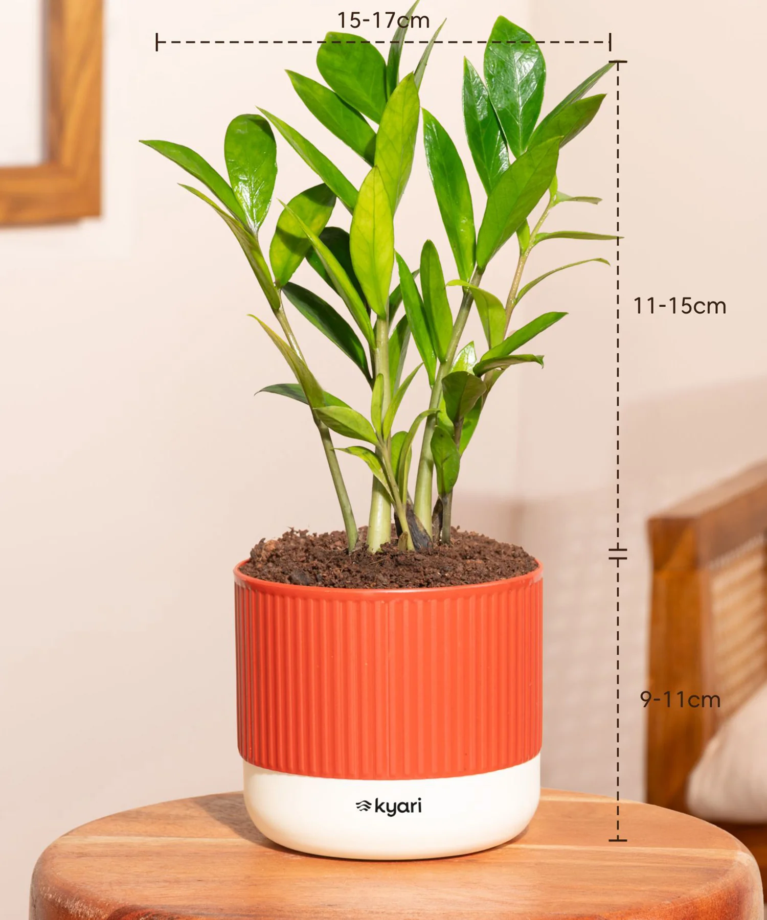 Vastu Friendly Plant Combo – Set of 4 - Image 8