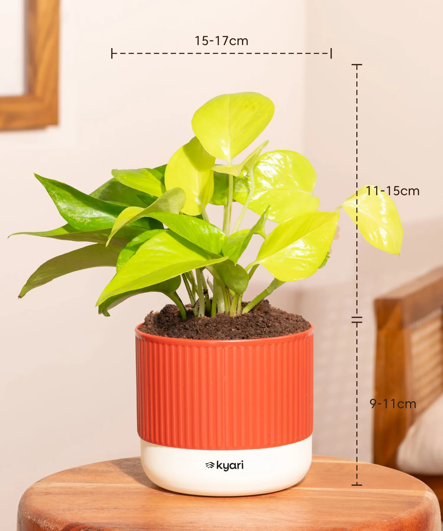 Vastu Friendly Plant Combo – Set of 4 - Image 9