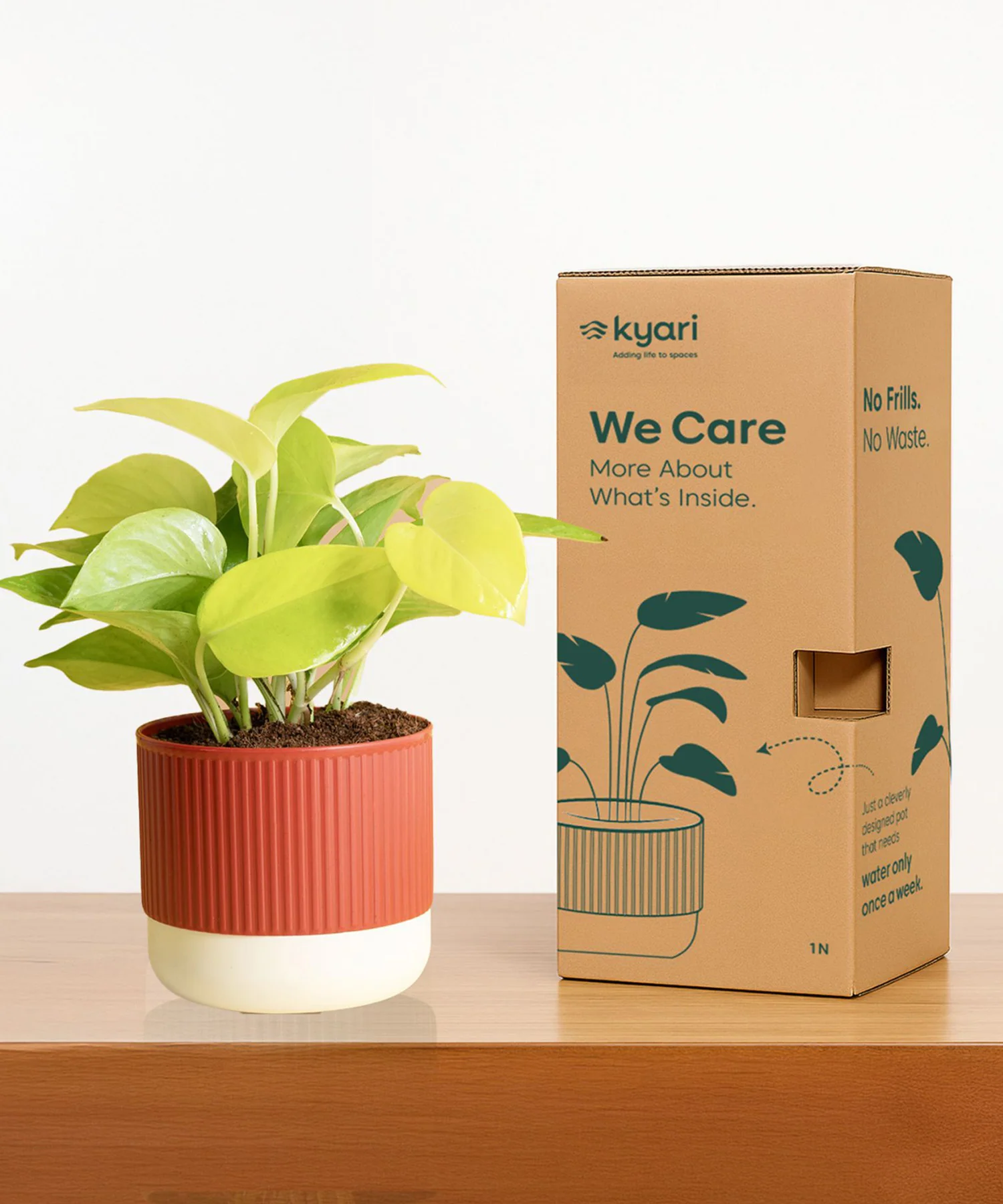 Vastu Prosperity Plant Combo - Image 9