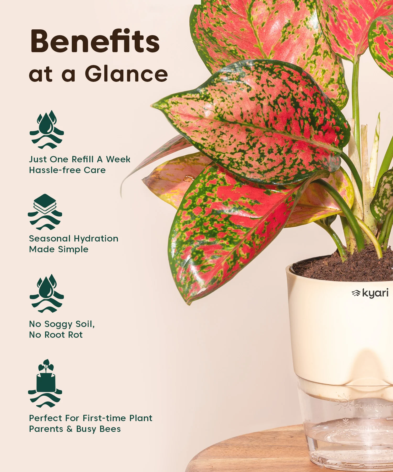 Kyari Poetic Pot Combo of 3 Cream - Image 3