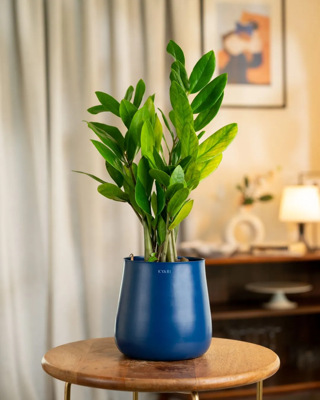 Zamia Green - ZZ Plant with Medium Self Watering Pot - Image 26