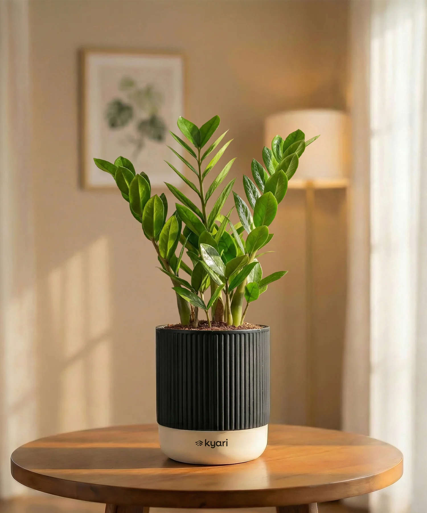 Zamia Green - ZZ Plant with Medium Self Watering Pot - Image 32