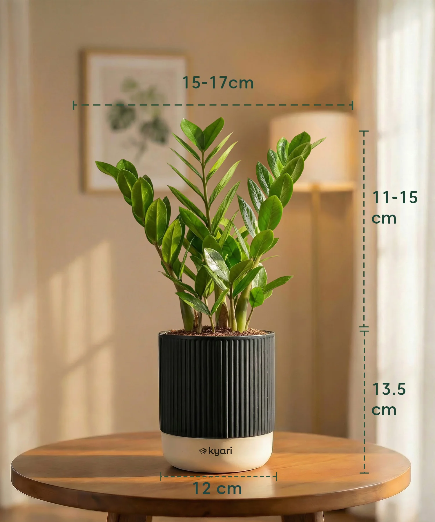 Zamia Green - ZZ Plant with Medium Self Watering Pot - Image 34