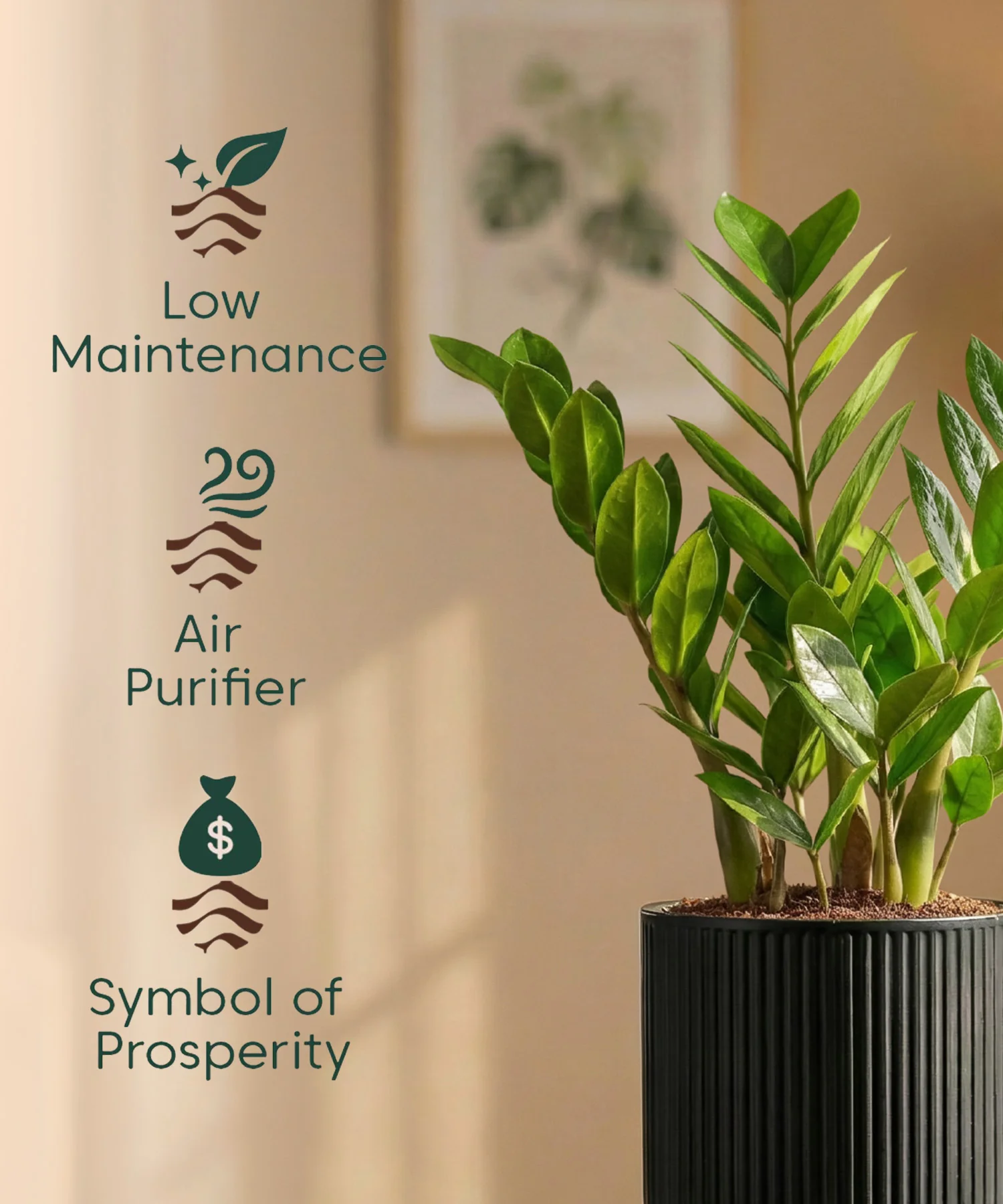 Zamia Green - ZZ Plant with Medium Self Watering Pot - Image 35