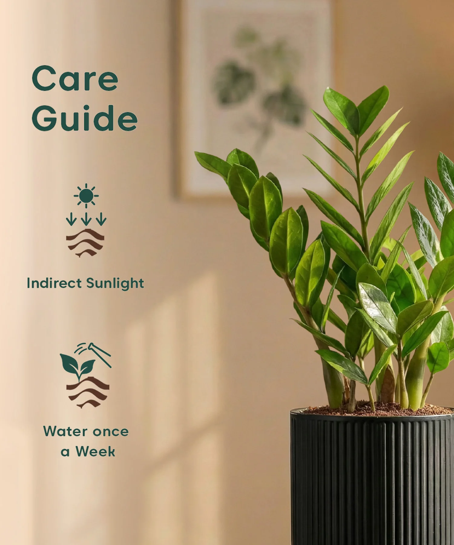 Zamia Green - ZZ Plant with Medium Self Watering Pot - Image 36