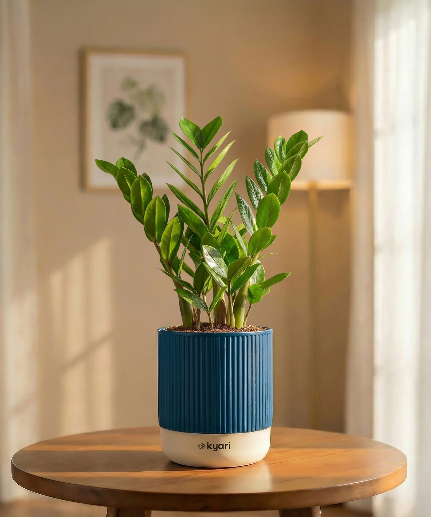 Zamia Green - ZZ Plant with Medium Self Watering Pot - Image 37
