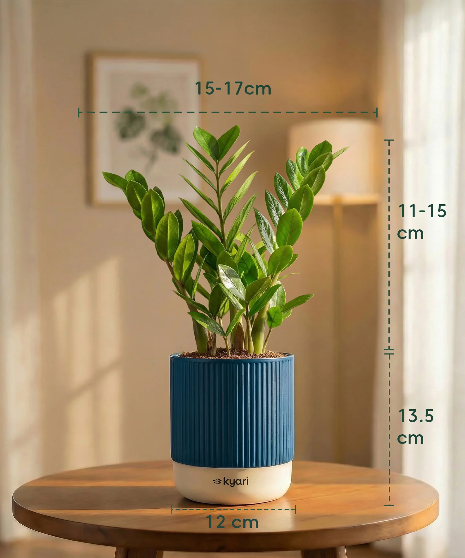 Zamia Green - ZZ Plant with Medium Self Watering Pot - Image 39