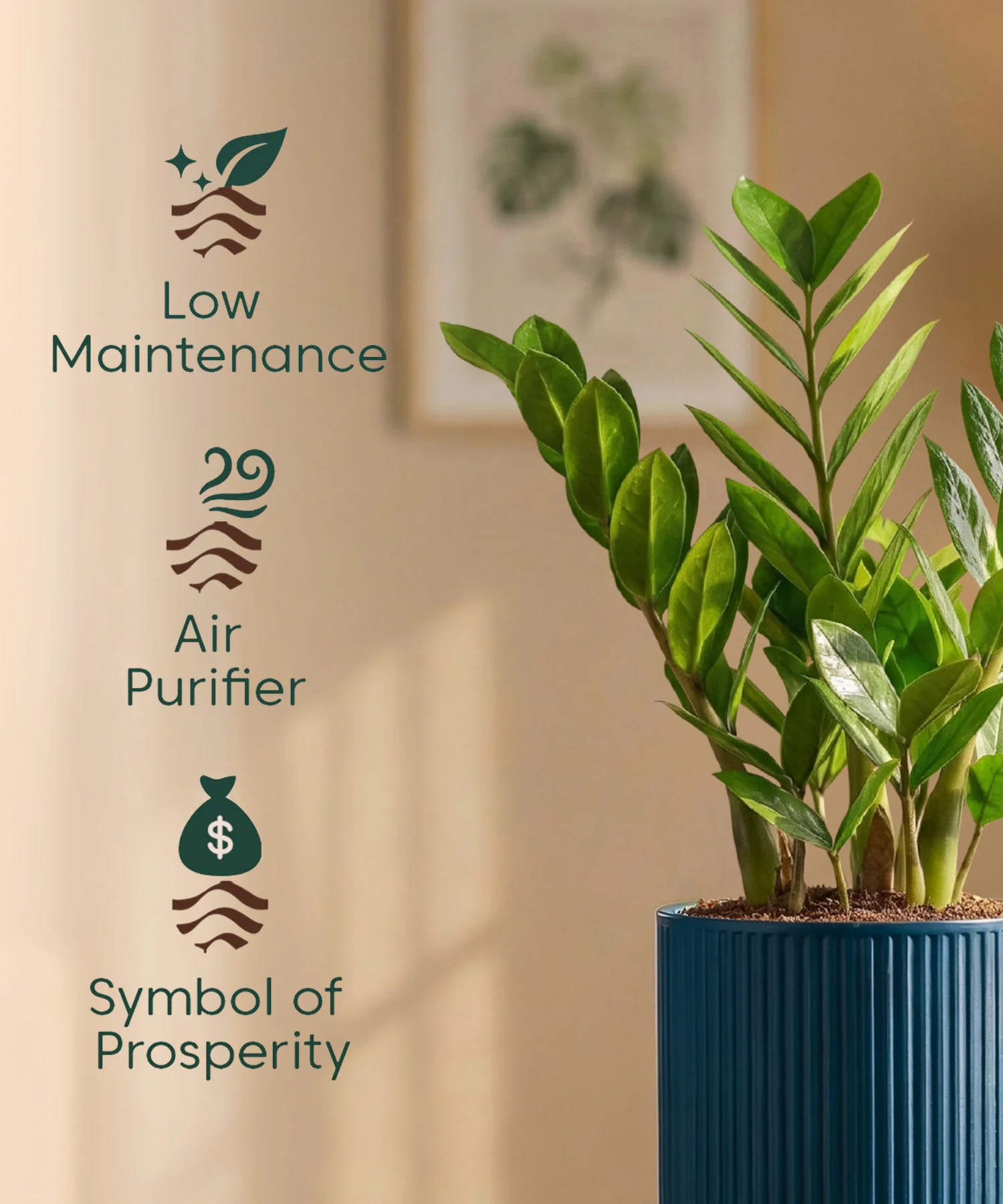 Zamia Green - ZZ Plant with Medium Self Watering Pot - Image 40