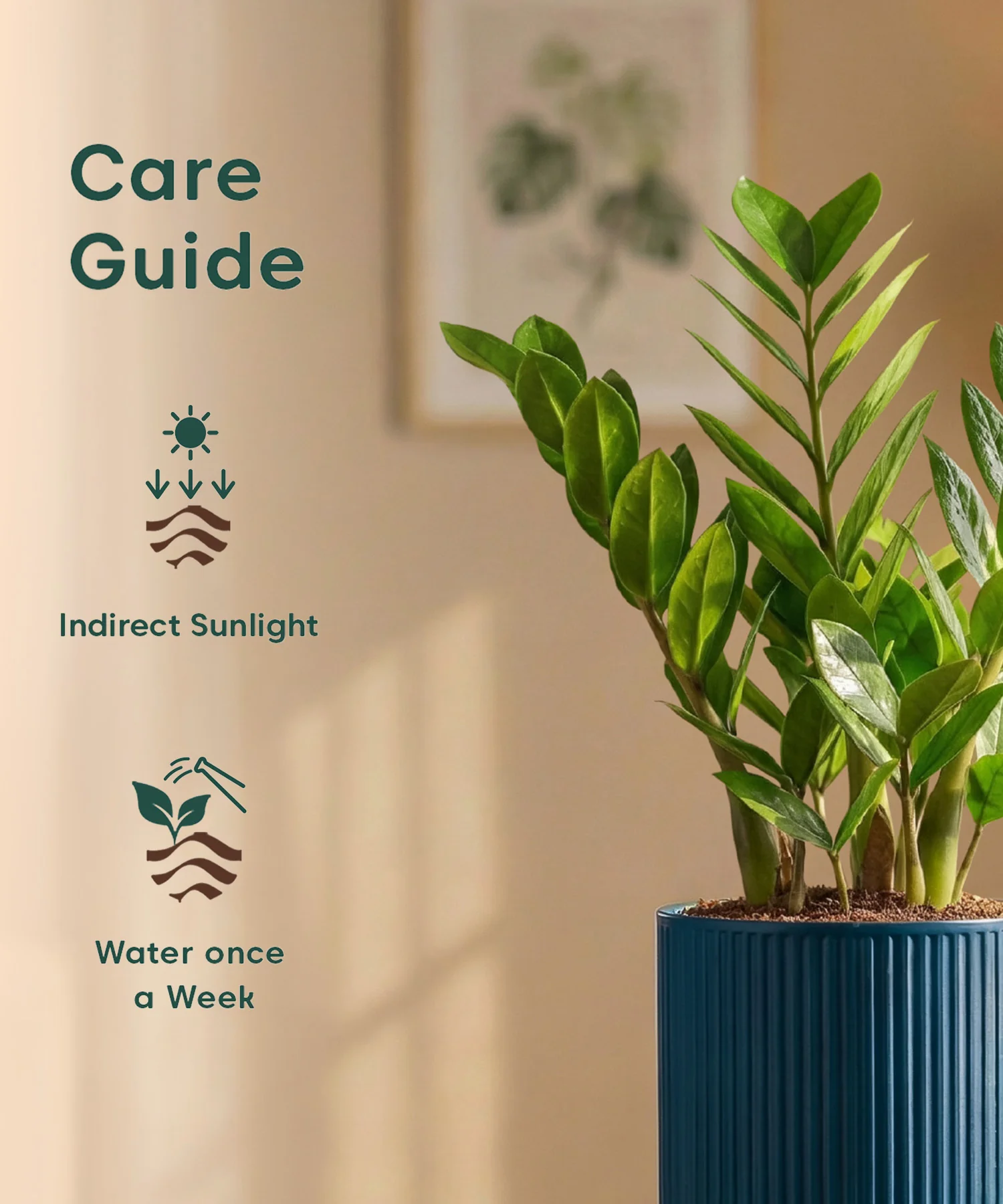 Zamia Green - ZZ Plant with Medium Self Watering Pot - Image 41