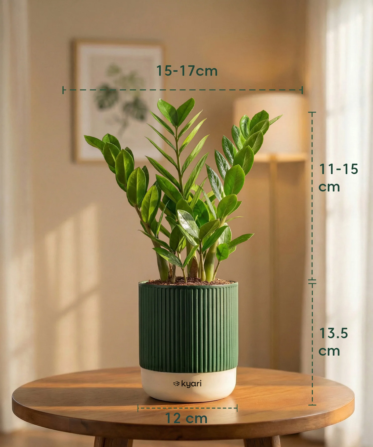 Zamia Green - ZZ Plant with Medium Self Watering Pot - Image 44