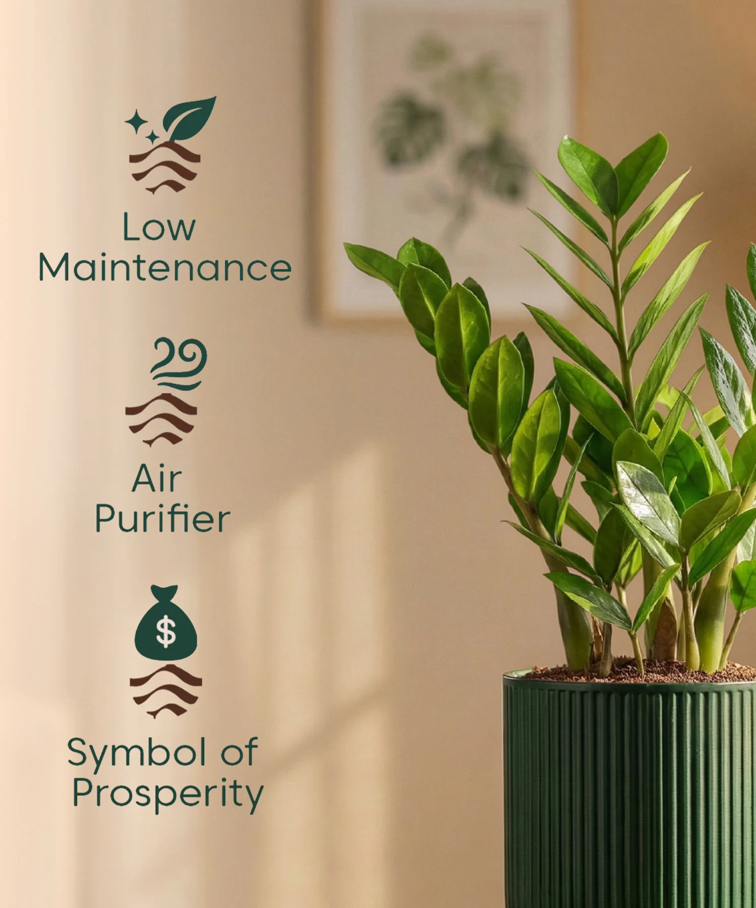 Zamia Green - ZZ Plant with Medium Self Watering Pot - Image 45