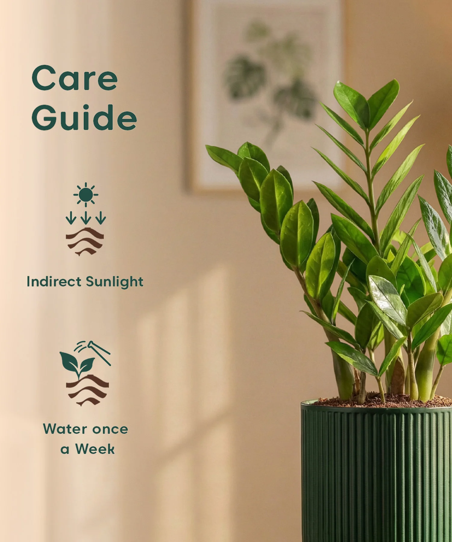 Zamia Green - ZZ Plant with Medium Self Watering Pot - Image 46