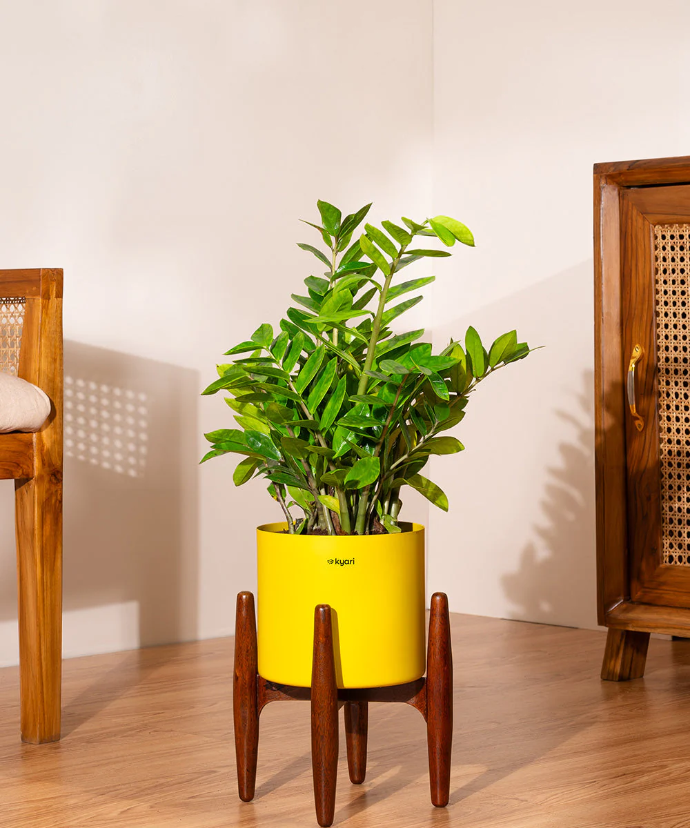 ZZ Green with Metal Self Watering Pot - Image 13