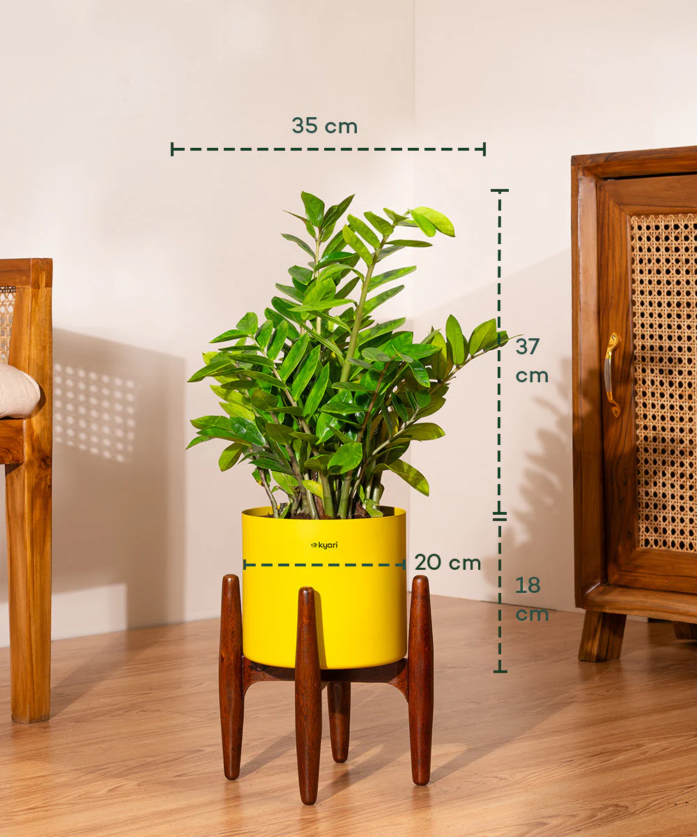 ZZ Green with Metal Self Watering Pot - Image 14