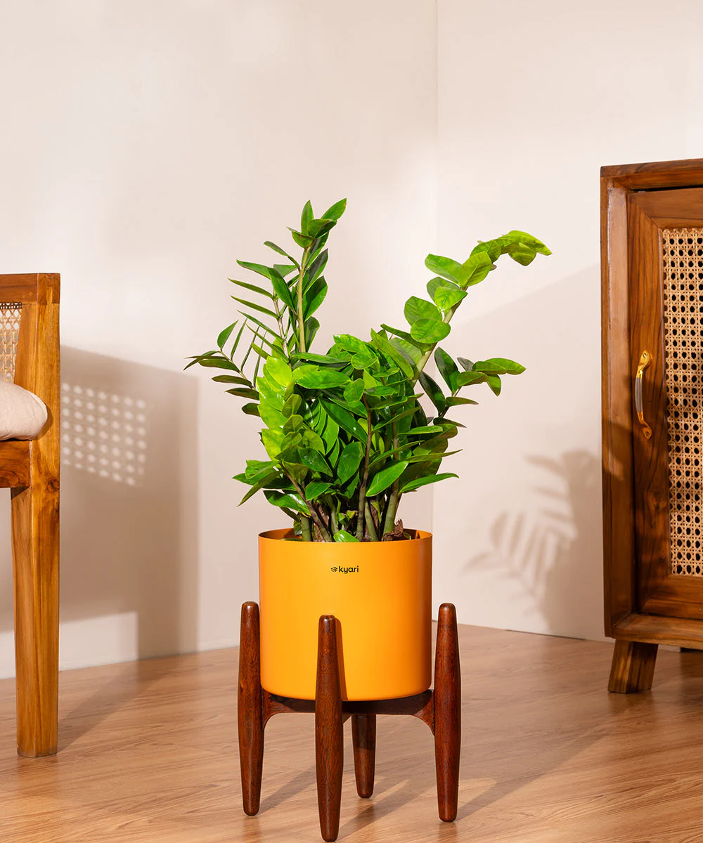 ZZ Green with Metal Self Watering Pot - Image 20