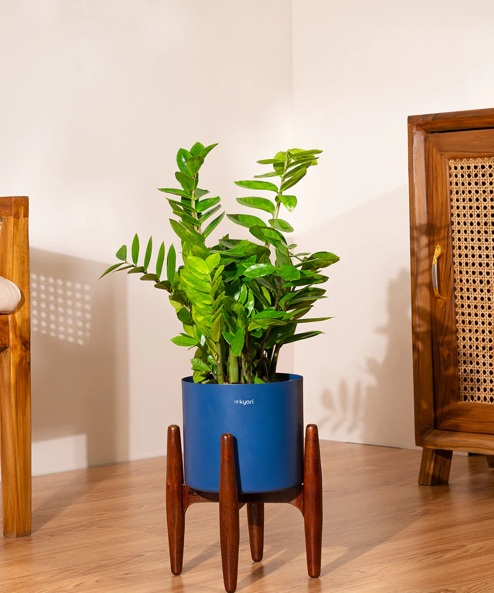 ZZ Green with Metal Self Watering Pot - Image 27