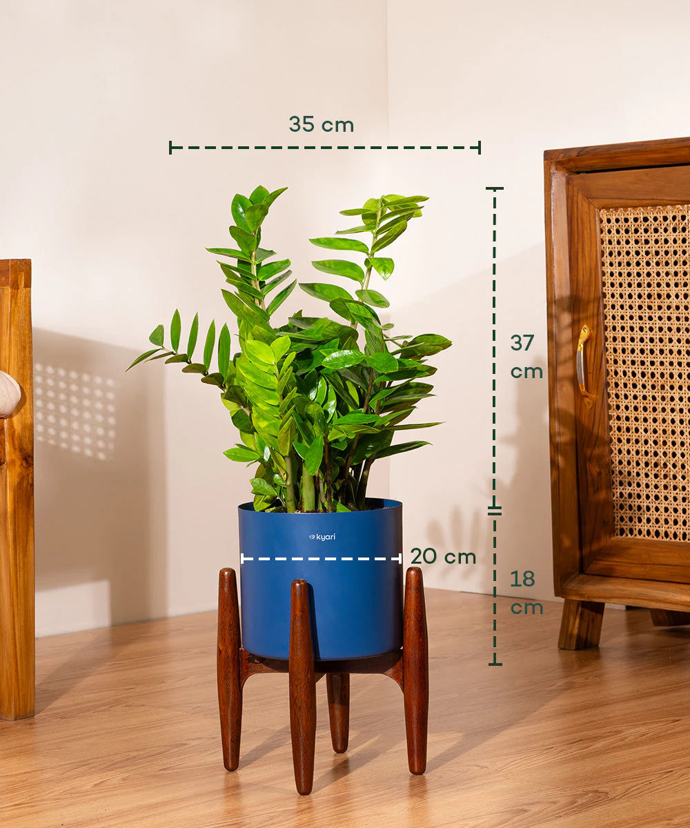 ZZ Green with Metal Self Watering Pot - Image 28