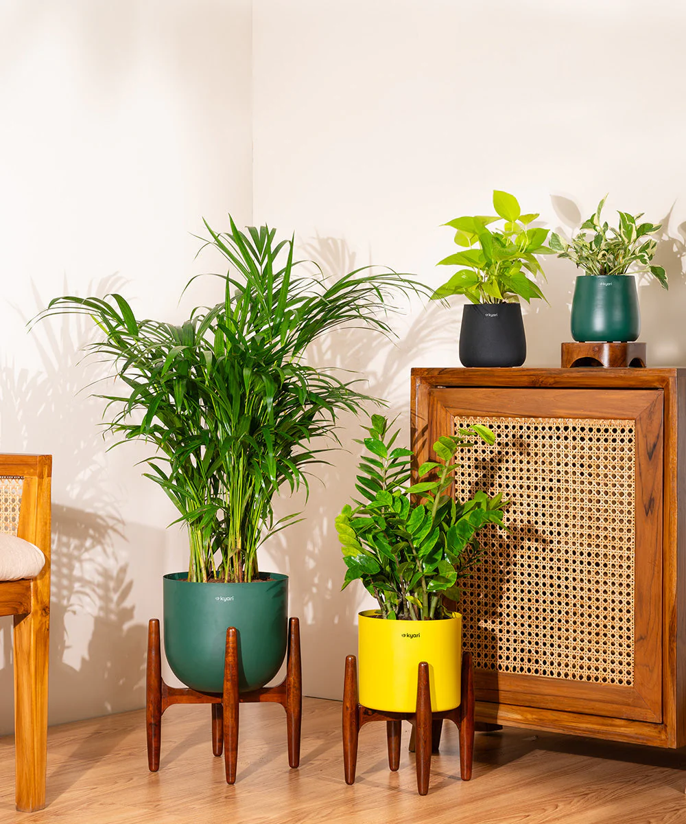 ZZ Green with Metal Self Watering Pot - Image 33