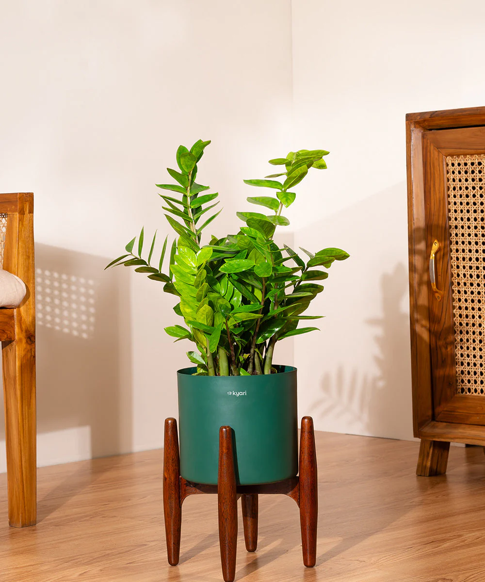 ZZ Green with Metal Self Watering Pot - Image 34