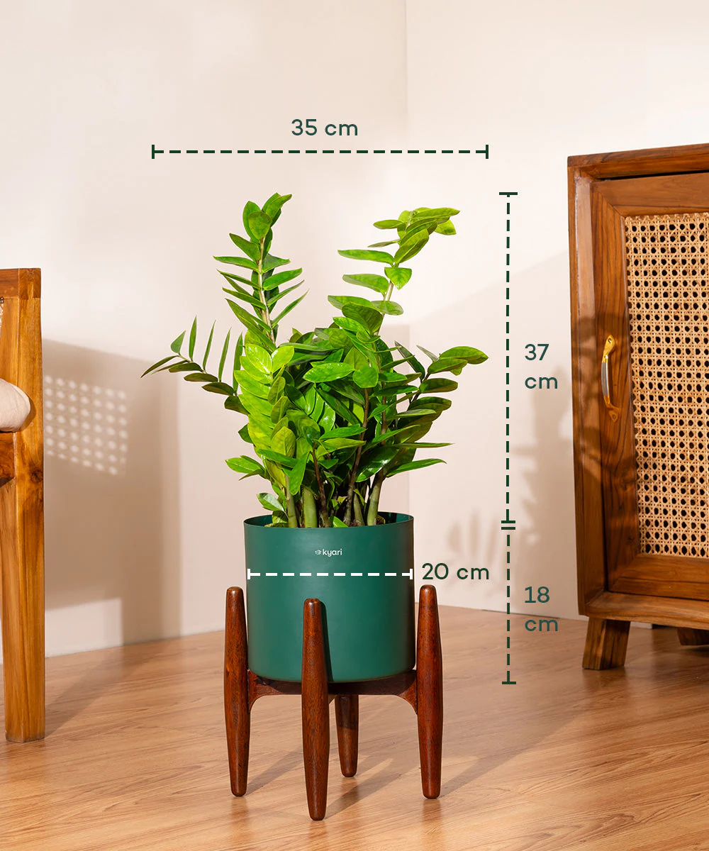 ZZ Green with Metal Self Watering Pot - Image 35