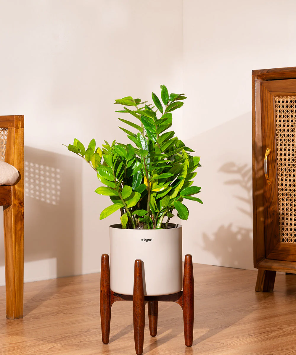 ZZ Green with Metal Self Watering Pot - Image 41