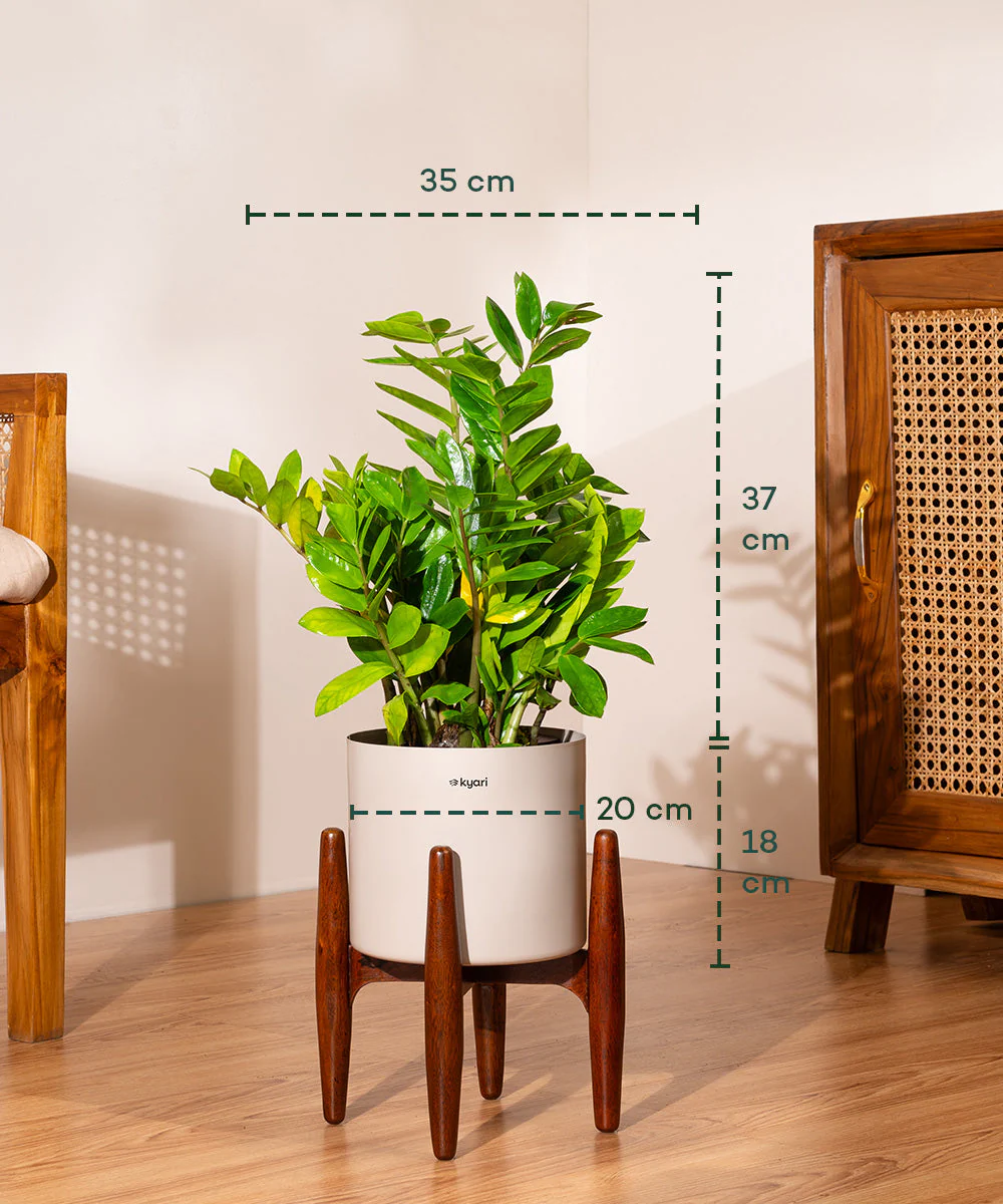 ZZ Green with Metal Self Watering Pot - Image 42