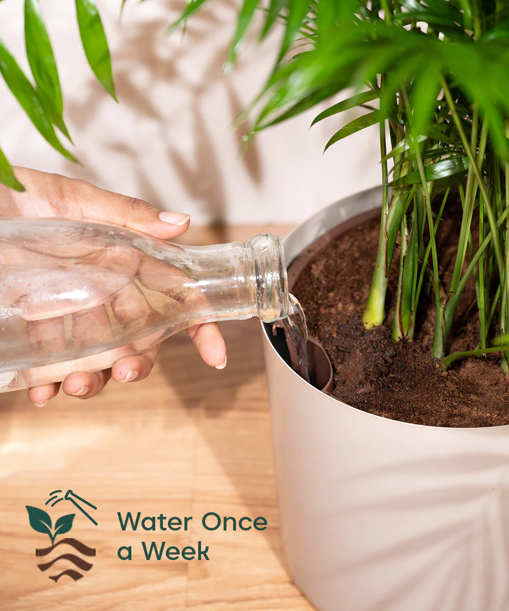 ZZ Green with Metal Self Watering Pot - Image 43