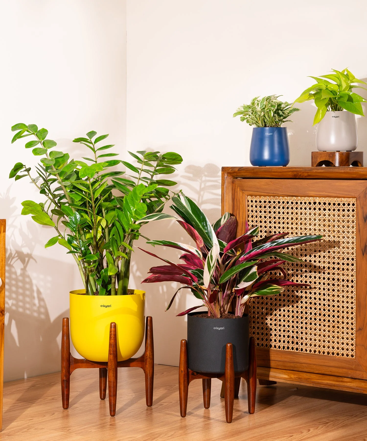 ZZ Green with Metal Self Watering Pot - Image 48