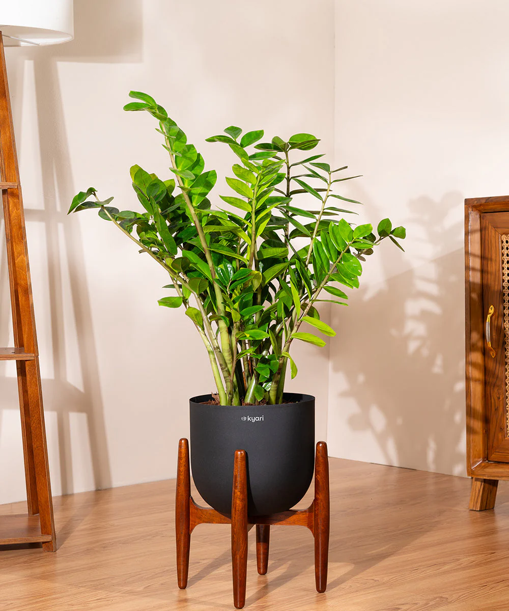 ZZ Green with Metal Self Watering Pot - Image 49