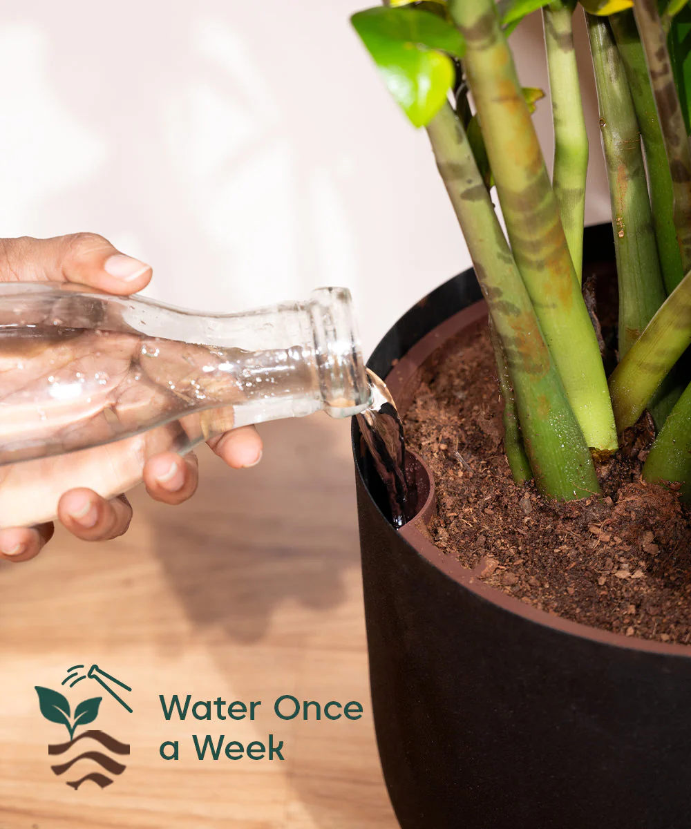 ZZ Green with Metal Self Watering Pot - Image 50