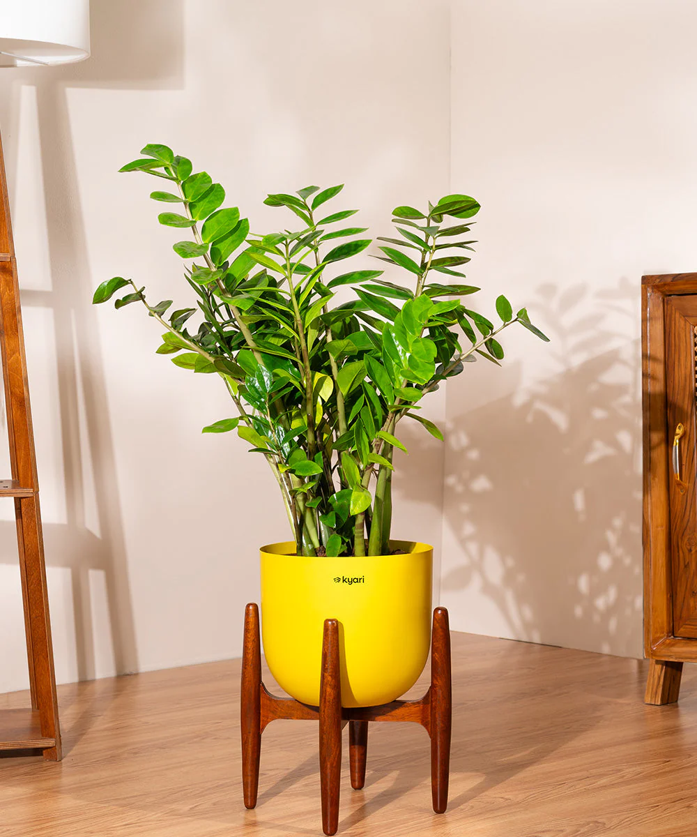 ZZ Green with Metal Self Watering Pot - Image 55