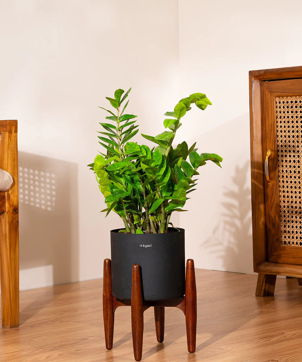 ZZ Green with Metal Self Watering Pot - Image 6