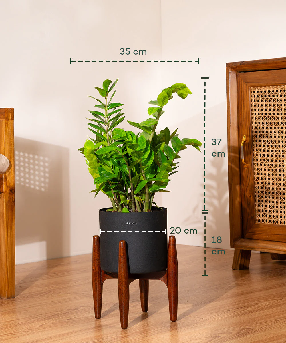 ZZ Green with Metal Self Watering Pot - Image 7