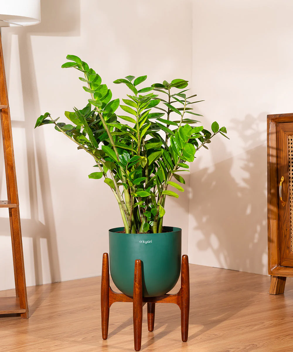 ZZ Green with Metal Self Watering Pot - Image 73