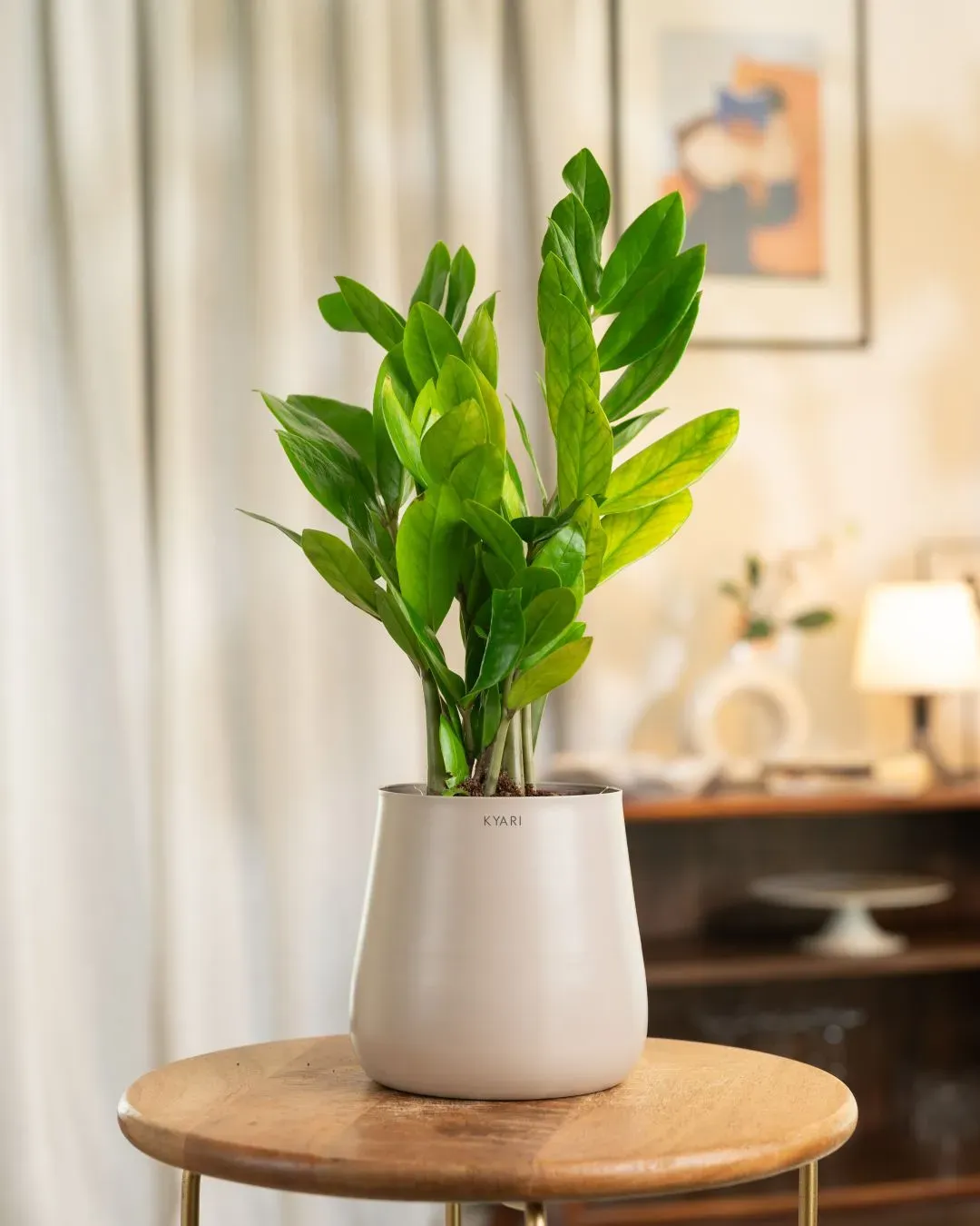 ZZ Green with Metal Self Watering Pot - Image 79
