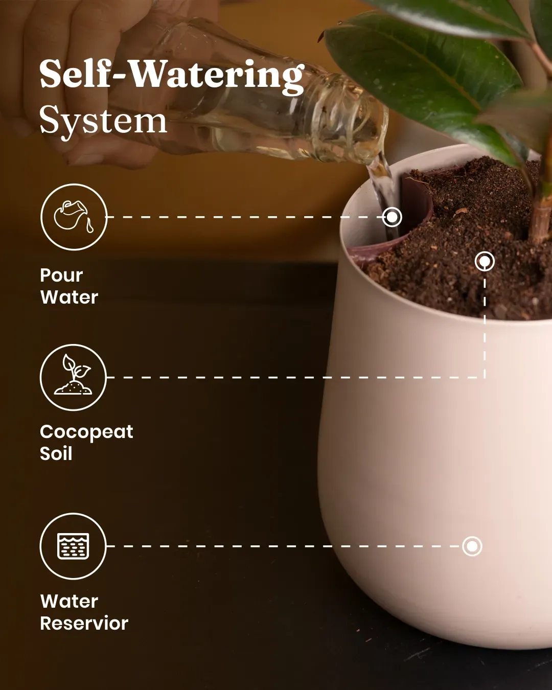 ZZ Green with Metal Self Watering Pot - Image 80