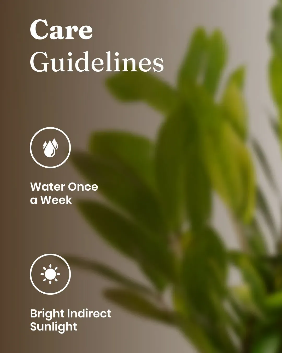 ZZ Green with Metal Self Watering Pot - Image 82